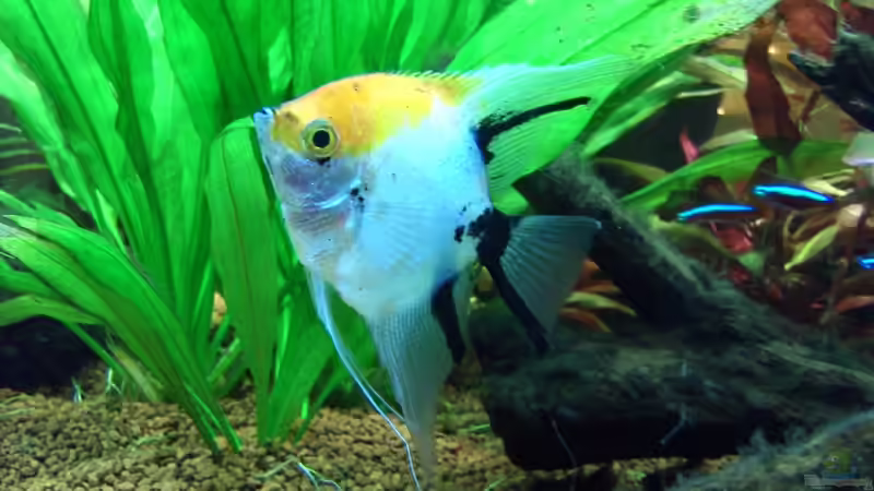 Meiner schöner Goldkopfskalar Mann von Opodeldok (36)