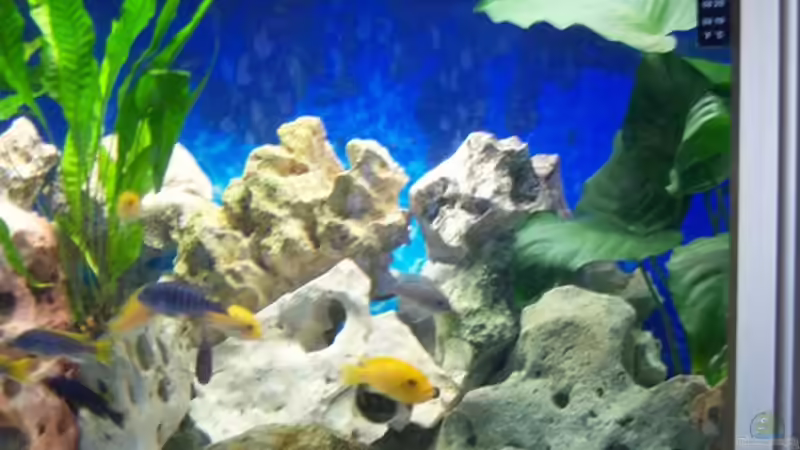 Meist besuchteste ecke ^^ von 47 Malawi (5)