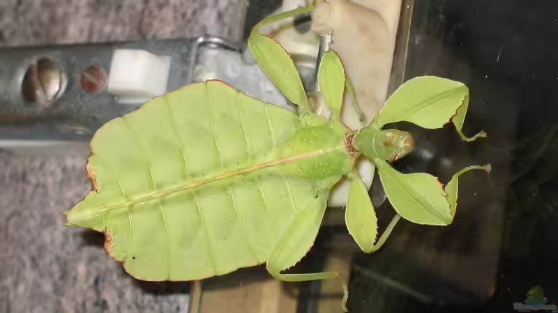 Meister der Tarnung im Terrarium: Wandelnde Blätter