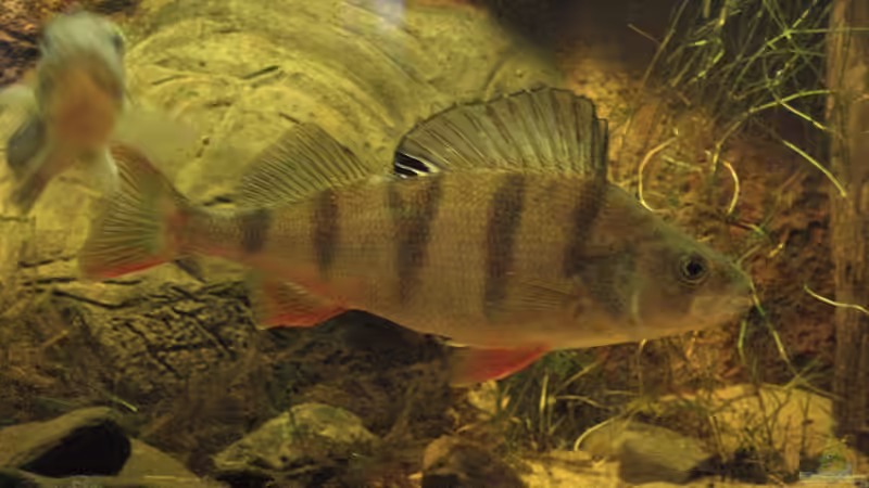 Meister Flußbarsch (23 cm) von Friedrich Tietze (17)