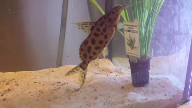 Meister im verstecken, bei der Beckenreinigung zeigt er sich :) von Thomas Riemenschneider (48)