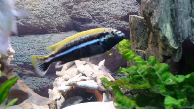 melanchromis auratus 1m von Sandro Hänsel (7)