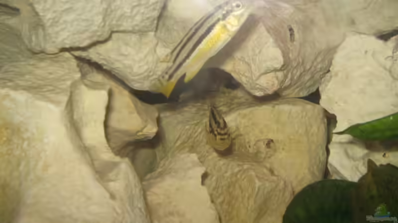 Melanchromis auratus von Mathias Schlett (23)