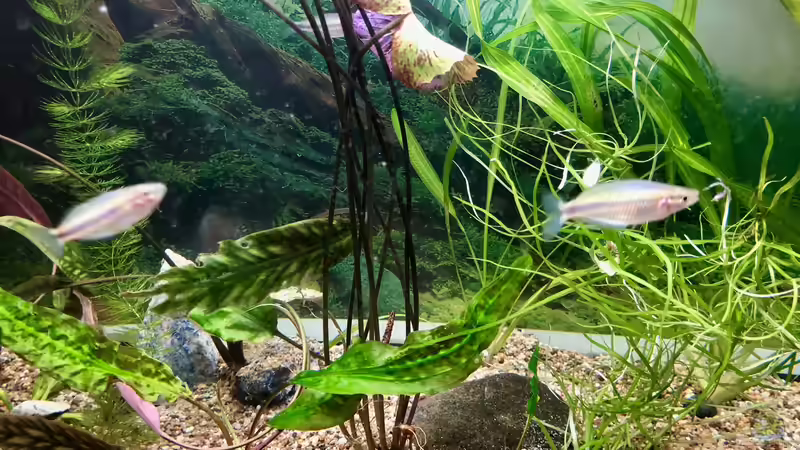 Melanitaneia mamahensis sind schnelle Schwimmer und für die Kamera einfach zu schnell... von Helga Kury (6)