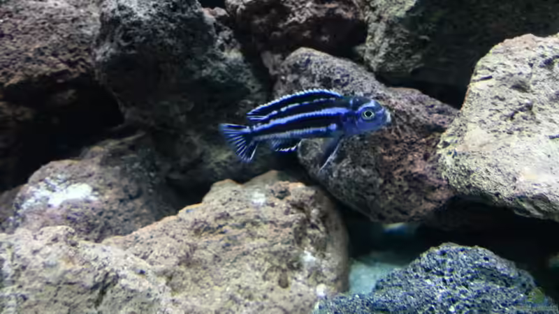 Einrichtungsbeispiele mit Melanochromis maingano / cyaneorhabdos (Einrichtungsbeispiele für Stahlblauer Maulbrüter)