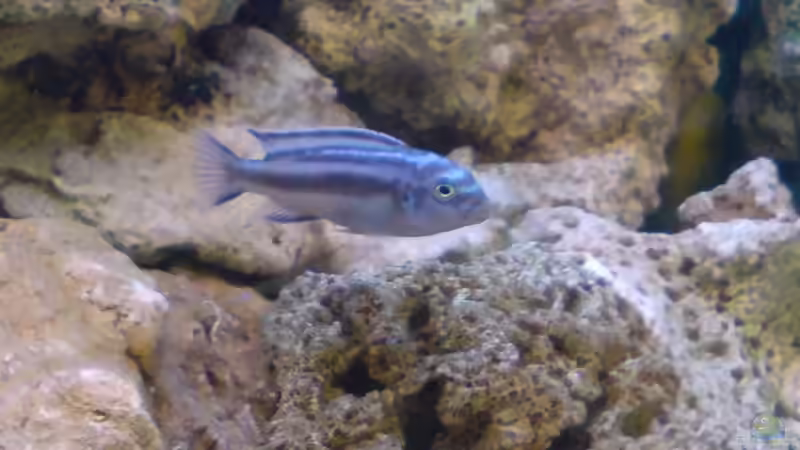 Melanochrmis maingano von Niko P. (48)