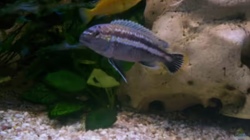 Melanochromis auratus;  M von Niko P. (50)