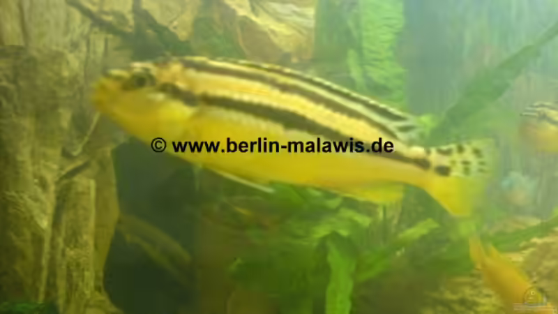 Melanochromis Auratus - Weib von *www.berlin-malawis.de* (5)