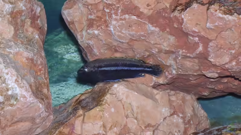 Melanochromis auratus Bock von Karsten Michalski (18)