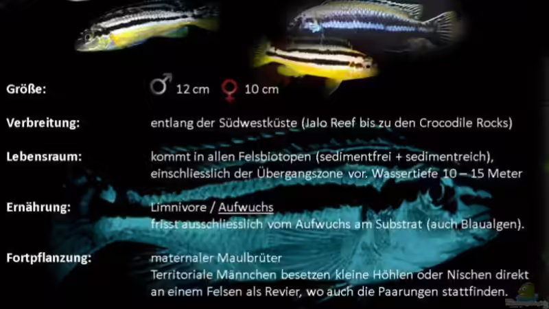 Melanochromis auratus kommt überall an der Südwestküste des Malawisees vor ??? in der sedimentfreien Felszone, wo die Lebensräume durch Felsen, Geröll und Riffe dominiert werden, in der sedimentreichen  von TheToxicAvenger (31)