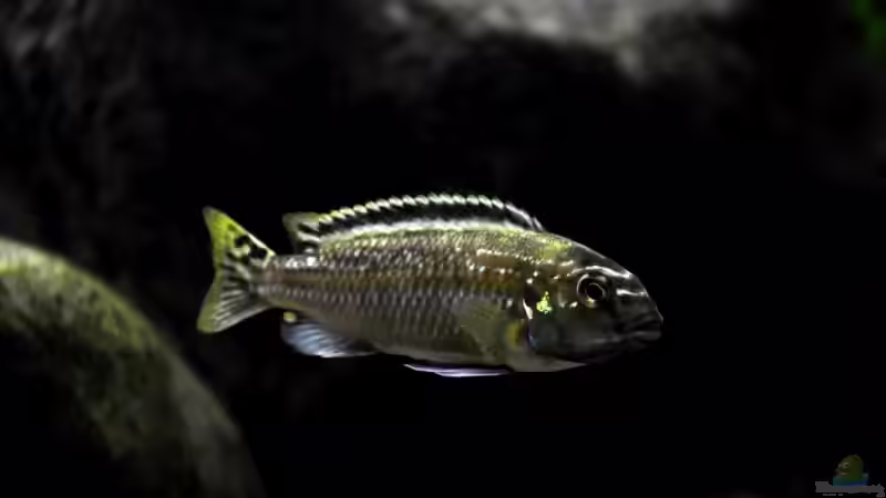 Melanochromis auratus (M) seitlich von Pete (7)