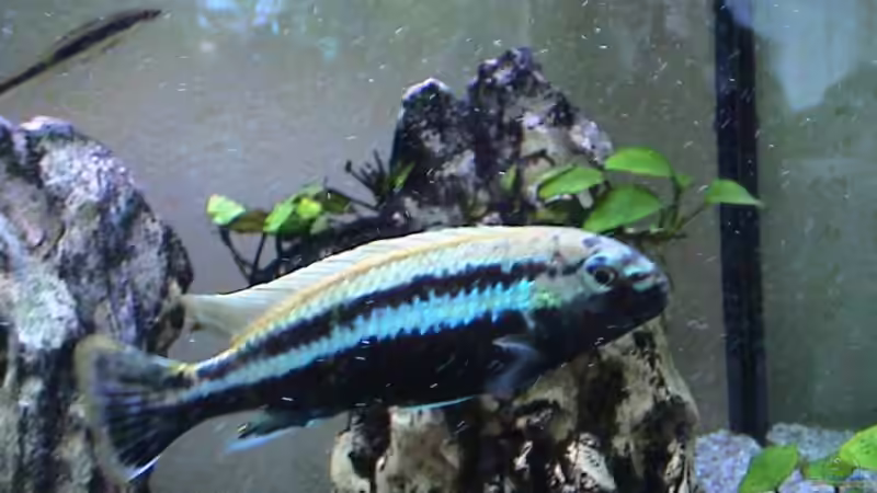 Melanochromis auratus Männchen von andi (9)