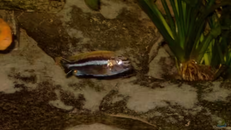 Melanochromis auratus Männchen von Helgo Jacob (17)