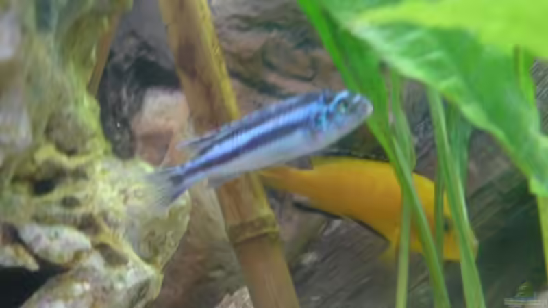 Melanochromis auratus von Alihsan Boeklers (17)