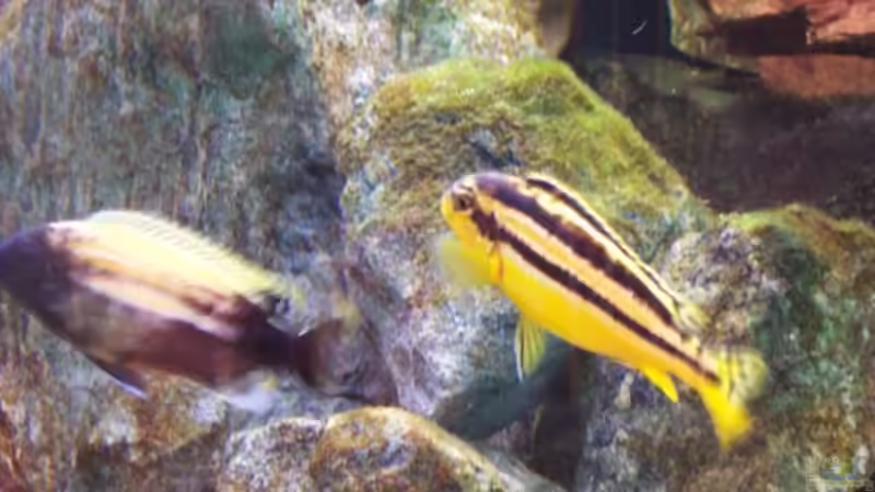 Melanochromis auratus von Detlef Lehmann (12)