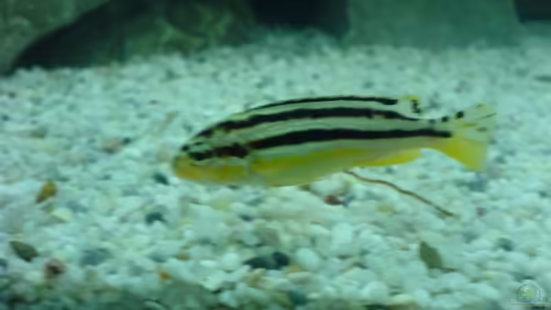 Melanochromis auratus von Dommi (11)