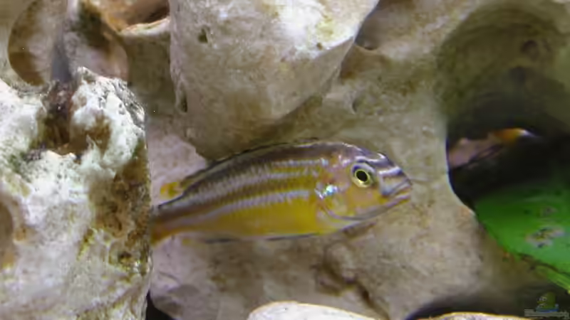 Melanochromis auratus von Heiko Betz (8)