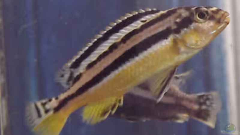 Melanochromis Auratus von Jens Lautenschläger (9)