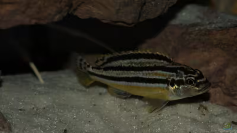 Melanochromis Auratus von Marcus Panhuis (14)