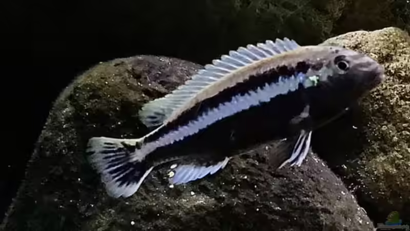 Melanochromis auratus von Mundo (8)