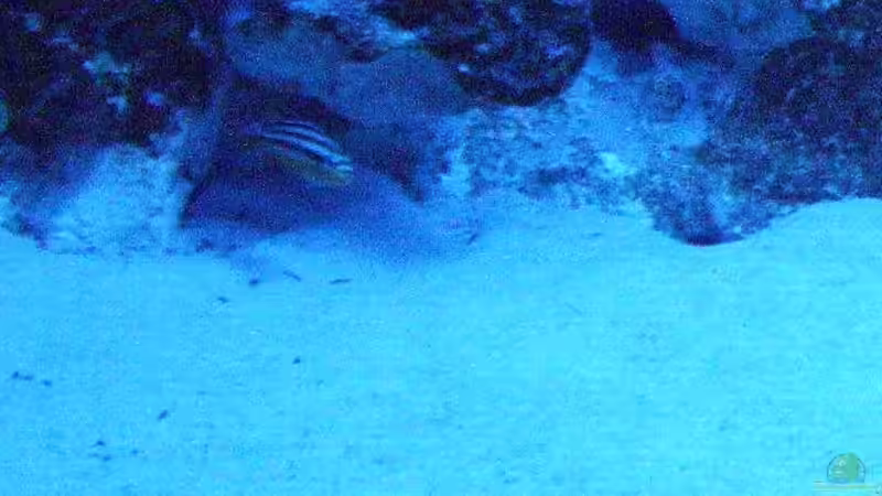 Melanochromis auratus von PeterH (29)