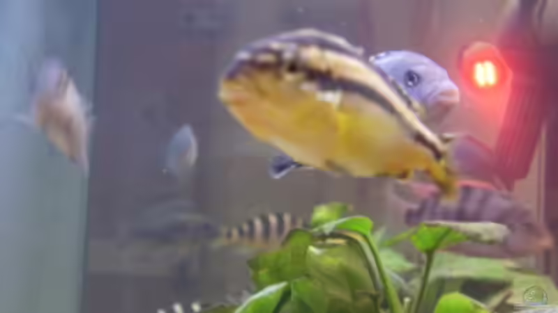 Melanochromis Auratus (w) von LaChica (20)