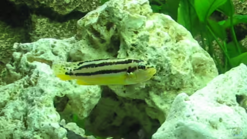 Melanochromis auratus Weib von Deutschmaschine (11)