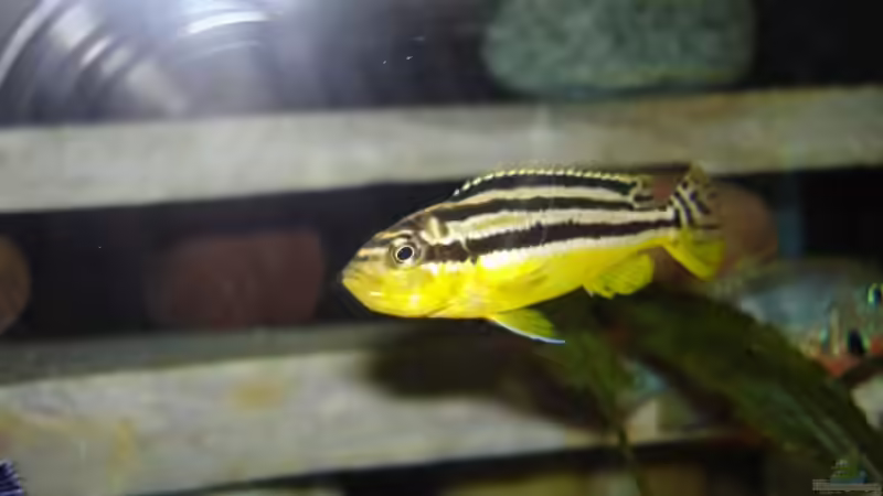 Melanochromis auratus Weibchen mit Nachwuchs von Troll (25)