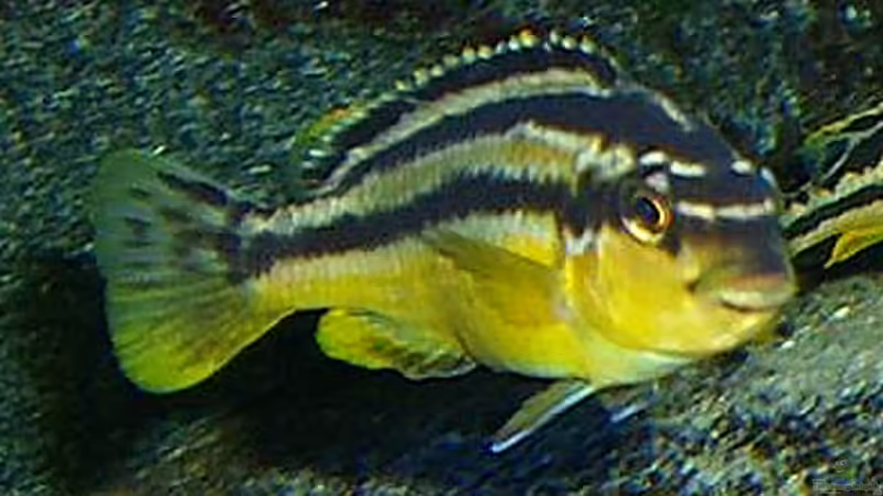 Melanochromis ´Auratus´ Weibchen von Christian Dornieden (37)