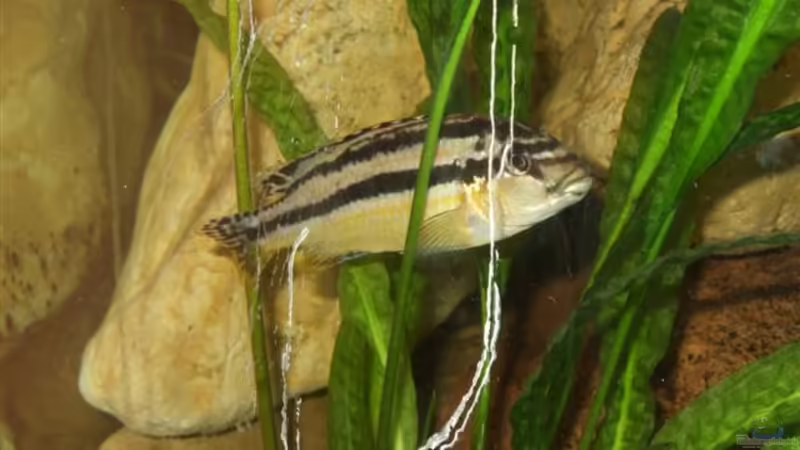 Melanochromis Auratus Weibchen von Esslinger (36)