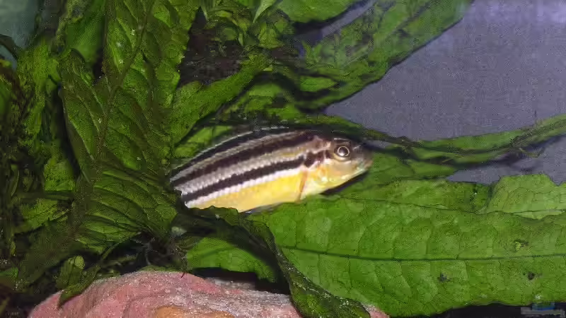 Melanochromis auratus Weibchen von Karsten Michalski (13)
