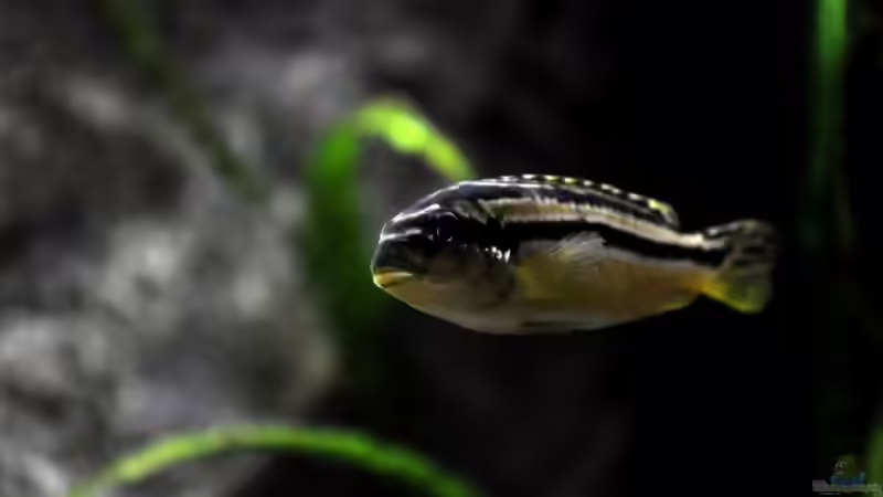 Melanochromis auratus Weibchen von Pete (8)