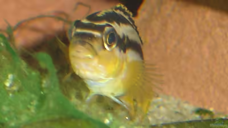 Melanochromis auratus Weibchen von Roadrunner 68 (31)