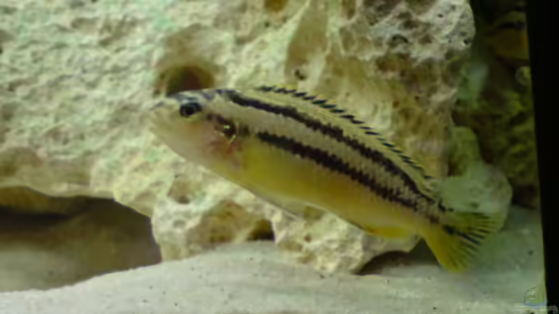 Melanochromis Auratus weiblich von Hannes (11)