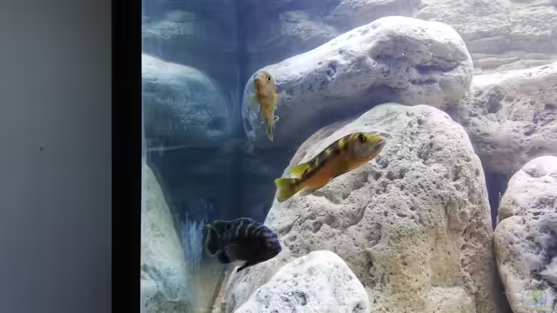 Melanochromis baliodigma maulbrütendes Weibchen von Tom (10)