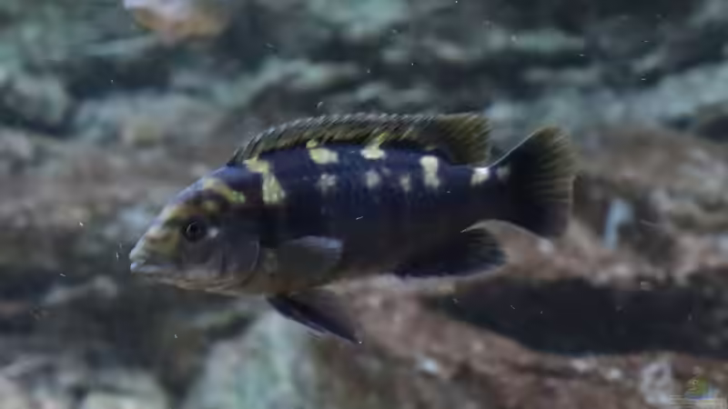 Melanochromis baliodigma von Tom (41)