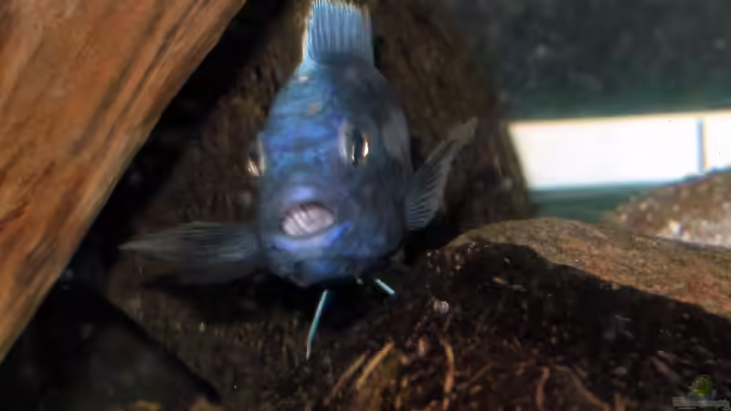 Melanochromis Chipokae von Steffen Gebert (18)