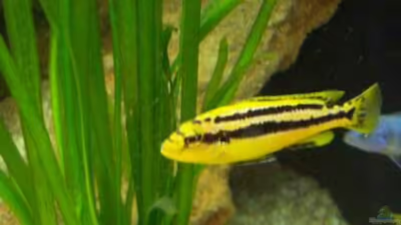 Aquarien mit Melanochromis chipokae (Einrichtungsbeispiele für Chipokae-Maulbrüter)
