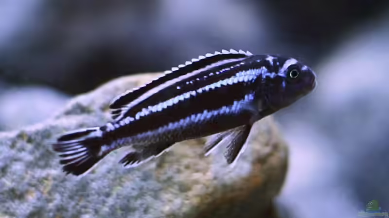 Melanochromis cyaneorhabdos, m von Nina Hutter (11)