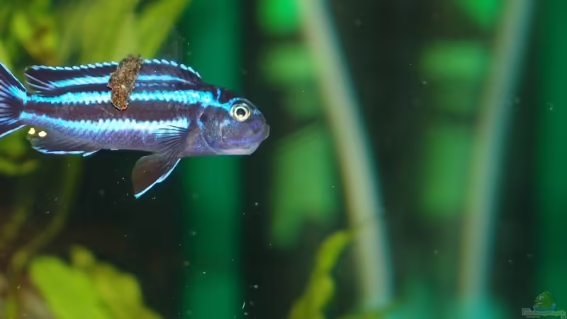 Melanochromis cyaneorhabdos beim Zerkauen der Spirulinatablette von Mbunafan (20)