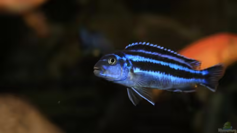 Melanochromis cyaneorhabdos female von Mikey (35)