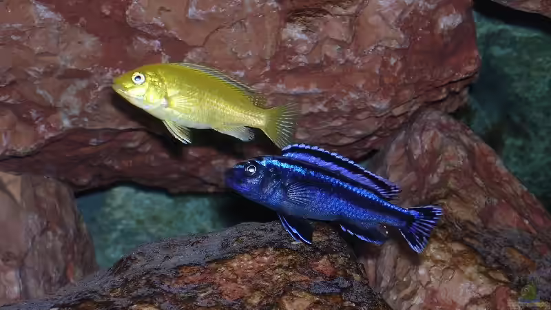 Melanochromis cyaneorhabdos (maingano) mit Labidochromis caeruleus von Karsten Michalski (16)