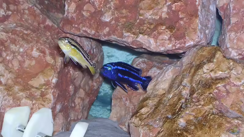 Melanochromis cyaneorhabdos (maingano) mit Melanochromis auratus von Karsten Michalski (17)