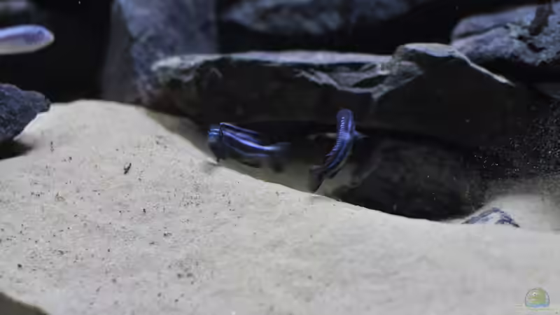 Melanochromis cyaneorhabdos Maingano Reiberei 30.09.2014 von DominikZ (14)