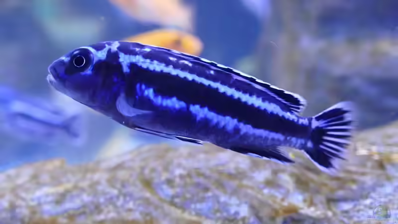 Melanochromis cyaneorhabdos Maingano von Babs (6)