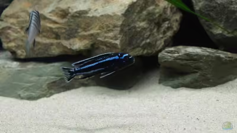 Melanochromis cyaneorhabdos (maingano) von Branjo (20)