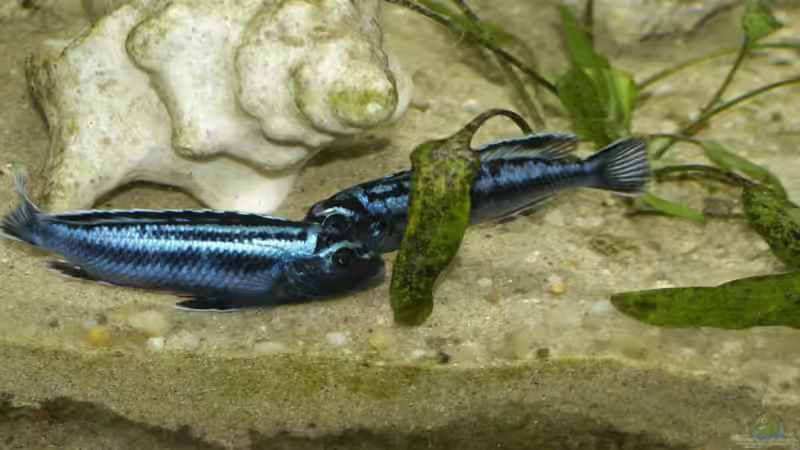 Melanochromis Cyaneorhabdos Maingano von Gerhard Schrenk (15)