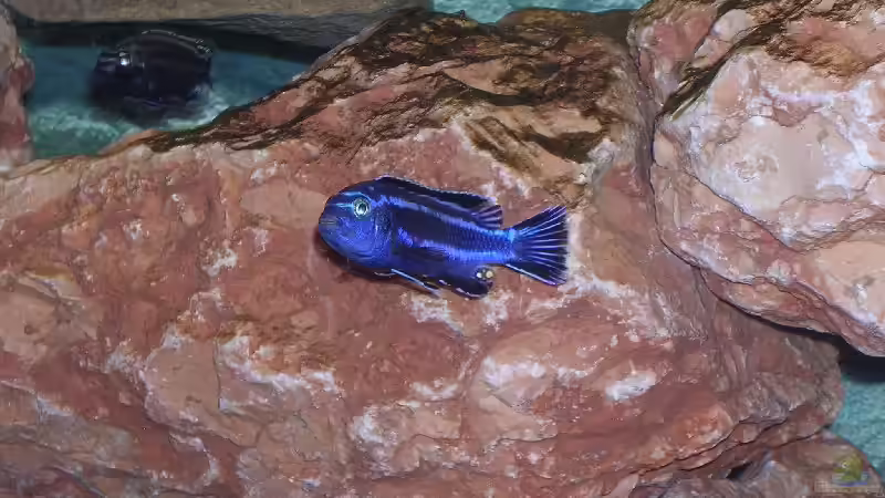 Melanochromis cyaneorhabdos (maingano) von Karsten Michalski (14)