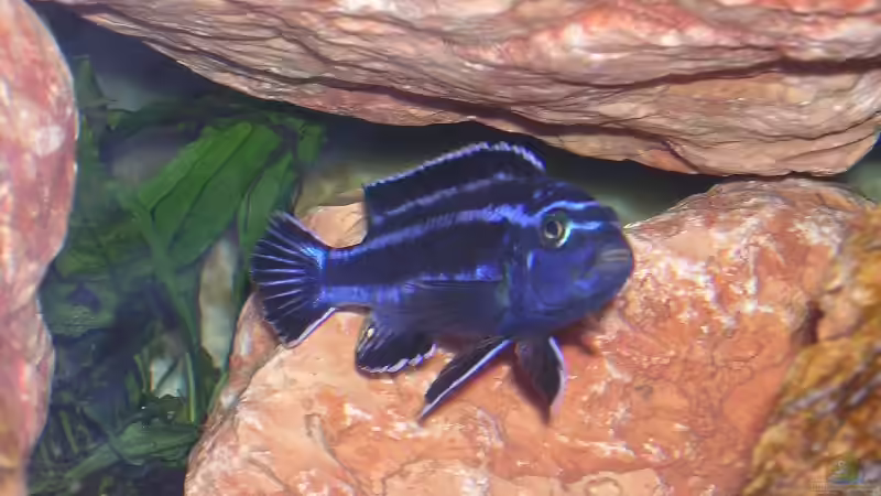 Melanochromis cyaneorhabdos (maingano) von Karsten Michalski (15)
