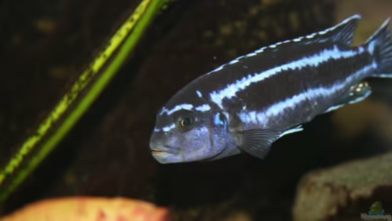 Melanochromis cyaneorhabdos male von Mikey (34)